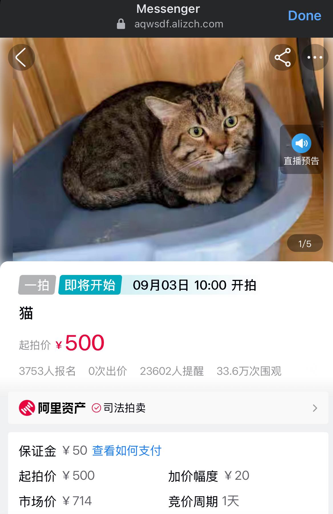 Jin Daily Trivia: From Paw to Pawn — RMB500 Cat Deal Shocks China 🐾💸 illustration