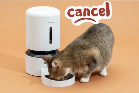 Jin Daily Tech Trivia: AWS Network Outage Caused Cats to Miss Their Meals 🐱💻 illustration